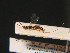  ( - BC ZSM HYM 16269)  @11 [ ] CreativeCommons - Attribution Non-Commercial Share-Alike (2015) Unspecified SNSB, Zoologische Staatssammlung Muenchen