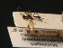  ( - BC ZSM HYM 16285)  @12 [ ] CreativeCommons - Attribution Non-Commercial Share-Alike (2015) Unspecified SNSB, Zoologische Staatssammlung Muenchen