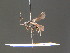  ( - BC ZSM HYM 16312)  @11 [ ] CreativeCommons - Attribution Non-Commercial Share-Alike (2015) Unspecified SNSB, Zoologische Staatssammlung Muenchen
