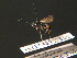  ( - BC ZSM HYM 16316)  @11 [ ] CreativeCommons - Attribution Non-Commercial Share-Alike (2015) Unspecified SNSB, Zoologische Staatssammlung Muenchen