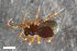  ( - ZFMK-TIS-2578284)  @11 [ ] CreativeCommons  Attribution Share-Alike (by-sa) 818 (2017) Unspecified Zoologisches Forschungsmuseum Alexander Koenig