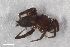  ( - ZFMK-TIS-2581013)  @11 [ ] CreativeCommons  Attribution Share-Alike (by-sa) 818 (2016) Unspecified Zoologisches Forschungsmuseum Alexander Koenig