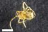  ( - ZFMK-TIS-2583961)  @11 [ ] CreativeCommons  Attribution Share-Alike (by-sa) 818 (2016) Unspecified Zoologisches Forschungsmuseum Alexander Koenig