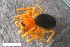  ( - ZFMK-TIS-2588456)  @11 [ ] CreativeCommons  Attribution Share-Alike (by-sa) 818 (2016) Unspecified Zoologisches Forschungsmuseum Alexander Koenig