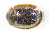  ( - GBOL_Col_FK_09217)  @13 [ ] CreativeCommons - Attribution Non-Commercial Share-Alike (2015) Unspecified SNSB, Zoologische Staatssammlung Muenchen