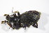  ( - GBOL_Col_FK_09243)  @13 [ ] CreativeCommons - Attribution Non-Commercial Share-Alike (2015) Unspecified SNSB, Zoologische Staatssammlung Muenchen