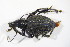 ( - GBOL_Col_FK_09244)  @13 [ ] CreativeCommons - Attribution Non-Commercial Share-Alike (2015) Unspecified SNSB, Zoologische Staatssammlung Muenchen