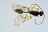  ( - BC-ZSM-HYM-13562-A01)  @13 [ ] CreativeCommons - Attribution Non-Commercial Share-Alike (2015) Unspecified SNSB, Zoologische Staatssammlung Muenchen