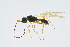  ( - BC-ZSM-HYM-13562-B08)  @11 [ ] CreativeCommons - Attribution Non-Commercial Share-Alike (2015) Unspecified SNSB, Zoologische Staatssammlung Muenchen