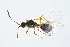  ( - BC-ZSM-HYM-13562-B11)  @14 [ ] CreativeCommons - Attribution Non-Commercial Share-Alike (2015) Unspecified SNSB, Zoologische Staatssammlung Muenchen