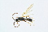  ( - BC-ZSM-HYM-13562-C03)  @13 [ ] CreativeCommons - Attribution Non-Commercial Share-Alike (2015) Unspecified SNSB, Zoologische Staatssammlung Muenchen