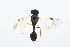  ( - BC-ZSM-HYM-13562-C04)  @13 [ ] CreativeCommons - Attribution Non-Commercial Share-Alike (2015) Unspecified SNSB, Zoologische Staatssammlung Muenchen