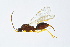  ( - BC-ZSM-HYM-13562-C06)  @11 [ ] CreativeCommons - Attribution Non-Commercial Share-Alike (2015) Unspecified SNSB, Zoologische Staatssammlung Muenchen