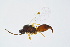  ( - BC-ZSM-HYM-13562-C07)  @11 [ ] CreativeCommons - Attribution Non-Commercial Share-Alike (2015) Unspecified SNSB, Zoologische Staatssammlung Muenchen