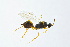  ( - BC-ZSM-HYM-13562-C11)  @11 [ ] CreativeCommons - Attribution Non-Commercial Share-Alike (2015) Unspecified SNSB, Zoologische Staatssammlung Muenchen