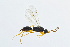  (Exallonyx ater - BC-ZSM-HYM-13562-C12)  @14 [ ] CreativeCommons - Attribution Non-Commercial Share-Alike (2015) Unspecified SNSB, Zoologische Staatssammlung Muenchen