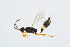  ( - BC-ZSM-HYM-13562-D05)  @11 [ ] CreativeCommons - Attribution Non-Commercial Share-Alike (2015) Unspecified SNSB, Zoologische Staatssammlung Muenchen
