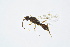  ( - BC-ZSM-HYM-13562-D07)  @11 [ ] CreativeCommons - Attribution Non-Commercial Share-Alike (2015) Unspecified SNSB, Zoologische Staatssammlung Muenchen
