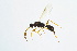  (Exallonyx trichomus - BC-ZSM-HYM-13562-D08)  @13 [ ] CreativeCommons - Attribution Non-Commercial Share-Alike (2015) Unspecified SNSB, Zoologische Staatssammlung Muenchen