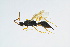  ( - BC-ZSM-HYM-13562-D09)  @11 [ ] CreativeCommons - Attribution Non-Commercial Share-Alike (2015) Unspecified SNSB, Zoologische Staatssammlung Muenchen