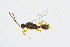  (Exallonyx wasmanni - BC-ZSM-HYM-13562-D10)  @14 [ ] CreativeCommons - Attribution Non-Commercial Share-Alike (2015) Unspecified SNSB, Zoologische Staatssammlung Muenchen