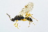  ( - BC-ZSM-HYM-13562-E02)  @14 [ ] CreativeCommons - Attribution Non-Commercial Share-Alike (2015) Unspecified SNSB, Zoologische Staatssammlung Muenchen
