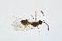  ( - BC-ZSM-HYM-13562-E05)  @13 [ ] CreativeCommons - Attribution Non-Commercial Share-Alike (2015) Unspecified SNSB, Zoologische Staatssammlung Muenchen