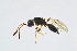  ( - BC-ZSM-HYM-13562-E06)  @11 [ ] CreativeCommons - Attribution Non-Commercial Share-Alike (2015) Unspecified SNSB, Zoologische Staatssammlung Muenchen