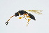  ( - BC-ZSM-HYM-13562-E07)  @14 [ ] CreativeCommons - Attribution Non-Commercial Share-Alike (2015) Unspecified SNSB, Zoologische Staatssammlung Muenchen