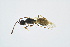  ( - BC-ZSM-HYM-13562-E10)  @11 [ ] CreativeCommons - Attribution Non-Commercial Share-Alike (2015) Unspecified SNSB, Zoologische Staatssammlung Muenchen