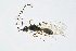  ( - BC-ZSM-HYM-13562-F03)  @13 [ ] CreativeCommons - Attribution Non-Commercial Share-Alike (2015) Unspecified SNSB, Zoologische Staatssammlung Muenchen