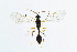  ( - BC-ZSM-HYM-13562-F04)  @13 [ ] CreativeCommons - Attribution Non-Commercial Share-Alike (2015) Unspecified SNSB, Zoologische Staatssammlung Muenchen