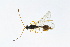  ( - BC-ZSM-HYM-13562-F05)  @13 [ ] CreativeCommons - Attribution Non-Commercial Share-Alike (2015) Unspecified SNSB, Zoologische Staatssammlung Muenchen