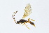  ( - BC-ZSM-HYM-13562-F09)  @13 [ ] CreativeCommons - Attribution Non-Commercial Share-Alike (2015) Unspecified SNSB, Zoologische Staatssammlung Muenchen