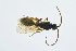  ( - BC-ZSM-HYM-13562-H06)  @13 [ ] CreativeCommons - Attribution Non-Commercial Share-Alike (2015) Unspecified SNSB, Zoologische Staatssammlung Muenchen