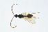  (Belyta depressa - BC-ZSM-HYM-13562-H07)  @13 [ ] CreativeCommons - Attribution Non-Commercial Share-Alike (2015) Unspecified SNSB, Zoologische Staatssammlung Muenchen