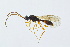  ( - BC-ZSM-HYM-13562-H08)  @13 [ ] CreativeCommons - Attribution Non-Commercial Share-Alike (2015) Unspecified SNSB, Zoologische Staatssammlung Muenchen