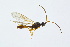  ( - BC-ZSM-HYM-13562-H09)  @13 [ ] CreativeCommons - Attribution Non-Commercial Share-Alike (2015) Unspecified SNSB, Zoologische Staatssammlung Muenchen