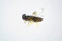  (Chartocerus - BC-ZSM-HYM-20770-C04)  @13 [ ] CreativeCommons - Attribution Non-Commercial Share-Alike (2015) Unspecified SNSB, Zoologische Staatssammlung Muenchen