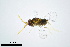  (Encarsia ishii - BC-ZSM-HYM-20770-D11)  @14 [ ] CreativeCommons - Attribution Non-Commercial Share-Alike (2015) Unspecified SNSB, Zoologische Staatssammlung Muenchen