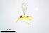  (Encarsia bimaculata - BC-ZSM-HYM-20770-D12)  @13 [ ] CreativeCommons - Attribution Non-Commercial Share-Alike (2015) Unspecified SNSB, Zoologische Staatssammlung Muenchen