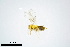  (Encarsia citrina - BC-ZSM-HYM-20770-E02)  @13 [ ] CreativeCommons - Attribution Non-Commercial Share-Alike (2015) Unspecified SNSB, Zoologische Staatssammlung Muenchen