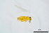  (Signiphora flavella - BC-ZSM-HYM-20770-F10)  @13 [ ] CreativeCommons - Attribution Non-Commercial Share-Alike (2015) Unspecified SNSB, Zoologische Staatssammlung Muenchen