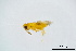  ( - BC-ZSM-HYM-20770-F12)  @13 [ ] CreativeCommons - Attribution Non-Commercial Share-Alike (2015) Unspecified SNSB, Zoologische Staatssammlung Muenchen