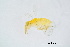  (Encarsia dispersa - BC-ZSM-HYM-20770-G06)  @14 [ ] CreativeCommons - Attribution Non-Commercial Share-Alike (2015) Unspecified SNSB, Zoologische Staatssammlung Muenchen