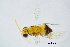 (Encarsia telines - BC-ZSM-HYM-20770-G07)  @13 [ ] CreativeCommons - Attribution Non-Commercial Share-Alike (2015) Unspecified SNSB, Zoologische Staatssammlung Muenchen