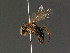  ( - BC ZSM HYM 13456)  @12 [ ] CreativeCommons - Attribution Non-Commercial Share-Alike (2015) Unspecified SNSB, Zoologische Staatssammlung Muenchen