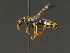  ( - BC ZSM HYM 13466)  @14 [ ] CreativeCommons - Attribution Non-Commercial Share-Alike (2015) Unspecified SNSB, Zoologische Staatssammlung Muenchen