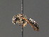  ( - BC ZSM HYM 13485)  @13 [ ] CreativeCommons - Attribution Non-Commercial Share-Alike (2015) Unspecified SNSB, Zoologische Staatssammlung Muenchen