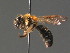  ( - BC ZSM HYM 13486)  @14 [ ] CreativeCommons - Attribution Non-Commercial Share-Alike (2015) Unspecified SNSB, Zoologische Staatssammlung Muenchen